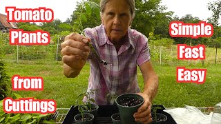 Grow Tomato Plants From Cuttings/Suckers |  Simple, Quick, Easy