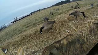 Picked corn field hunt..(3 man limit tons of birds)