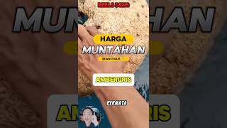 HARGA MUNTAHAN PAUS??🤔❗❗#shorts #videoshort #ambergris