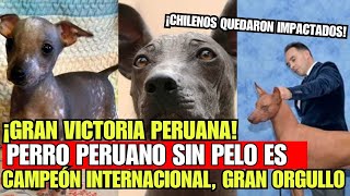 Gran Hazaña Peruana, Perro Peruano Sin Pelo es Campeón Internacional, Chilenos quedaron impactados