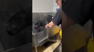 Can Corso, one of my favorites 🐾 #canecorso #corso #canecorsoitaliano #dogbath #dog #bullybreed