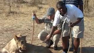 WALKING WITH  THE LIONS BY AYOUB MZEE