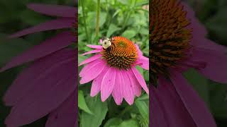 Bees Love Echinacea