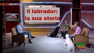 il labrador retriever la sua storia in breve