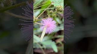 Cute shamplant flowers || Home Gardening | #flowers #gardening #youtubeshorts