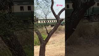 train crossing jungle # railway lovers #foryou # subscribe