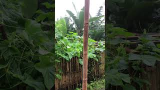 #wildbanana #banana #dhusrekera #tasty #horticulture #permaculture #farmlife #fyp #reels #shorts