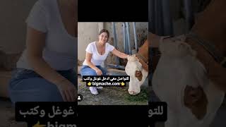 العمل في مزارع امريكا