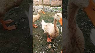 Mom's Cute.. 🦆😄#duck#animals#viralvideo#trending#shorts