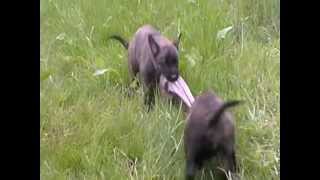 Dutch shepherd pups