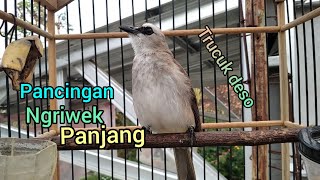 Pancingan Trucuk ngriwik panjang cuk cuk