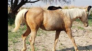 Palomino Filly