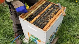 Installing Queens in Various Queen Cages into a Hive