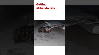 Gattini abbandonato #perte #Abandoned Cat