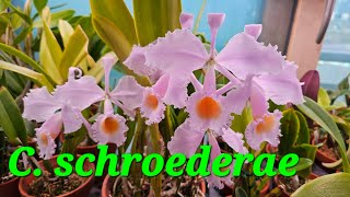 Cattleya schroederae