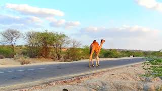 Solitary Journey: A Young Camel's Adventure