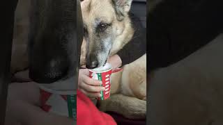 Dog Enjoys #starbucks