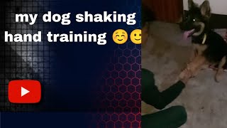 my dog shaking hand training ☺️🙂.#video#viral