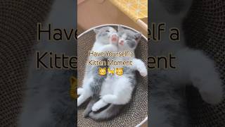 Have Yourself a Kitten Moment 😸 ✨️ #catlover #kitten #relaxingmusic #chillout