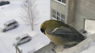 Feeding birds in winter