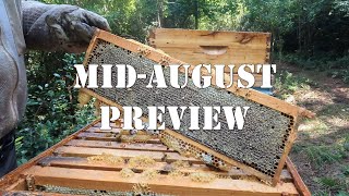 Mid-August Preview | #colesfarmnc #jacksonvillenc #beekeeping