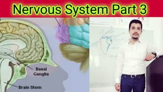 nervous system | nervous system in urdu #nervous #nervoustissue #long