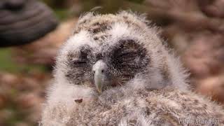 Roar Solheim is ringing tawny owl chicks. Roar Solheim ringmerker katteugleunger i mai 2021