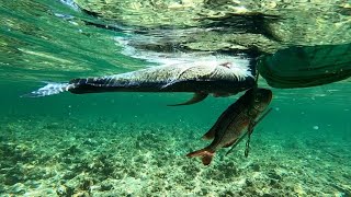 Teknik Panggil ikan, Tapi Ini Yang Datang..?? Spearfishing Indonesia.