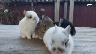 Netherland Dwarf Rabbits