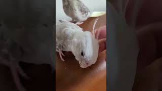 Hai con vẹt cockatiel @Funny-Parrot