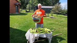 Digging Potatoes in our September Garden