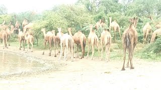 shara desert animals documentry Camels carvan