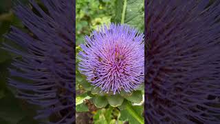 Artichoke flower can do magic! Yogurt and much more