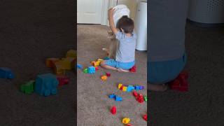 My Lego basket! Mine!!! #lego #cute #viral #love #kitten #shorts #youtube #youtubeshort #youtube