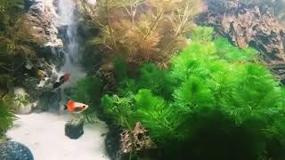 Aquascape pemula