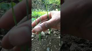 The garlic plants have grown so big #nature #farming #garlic #shorts