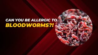 Can you be allergic to bloodworms?