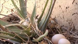 Dove eggs in nest