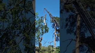 TREE FELLING-CRANE ASSIST PT2! #tree #felling #crane #shorts