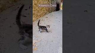 Kittens in Crete Greece #life #fun #funny #animals #cat #shorts #pets #cats #travel #cute #beautiful