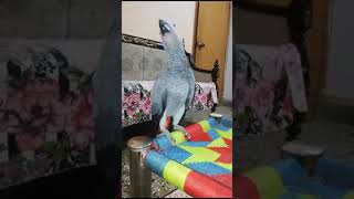 Grey parrot training #intellegentbird #greyparrot #greyparrottalking #avicultura #aviculture