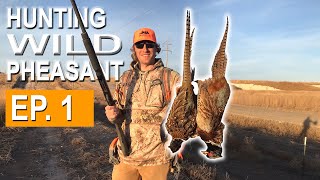 Chasing Wild Birds and Bad Shooting | Pheasant Hunting Texas EP. 1