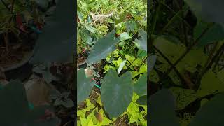 Colocasia plant ❤️❤️❤️