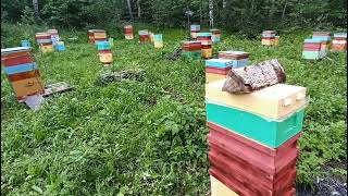 🐝🐝🐝 главный #медосбор башкирского #липового #мëда 2022.