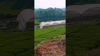 agri land somewhere in ooty