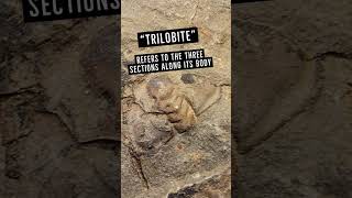 Let me teach you about trilobites 🤠