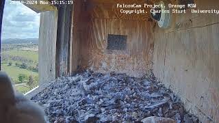 FalconCam Project 28.10.2024 15:35