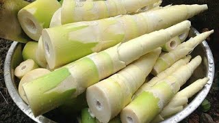 12 Impressive Health Benefits of Bamboo Shoots (Labong Tambo) | iKnow