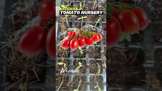 Tomato and Pepper Nursery Secrets for a Healthy Garden #habaneros #pepper #tomatoes