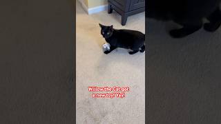 Willow the Cat got a new toy! Yay! #love #viral #funny